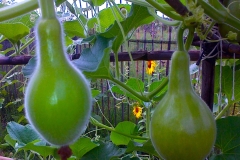 Calabash-garden-2