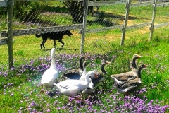 Happy-geese-happy-Jack