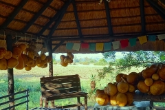 calabashes-hanging-to-dry-2