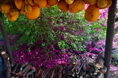 calabashes-hanging-to-dry
