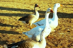 happy-geese